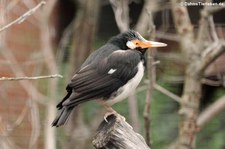 Elsterstar (Gracupica contra) im Zoo Berlin