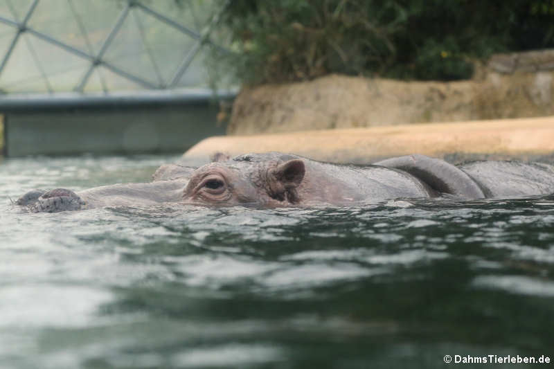 Flusspferd (Hippopotamus amphibius)