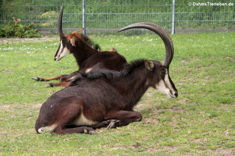 Rappenantilope (Hippotragus niger)