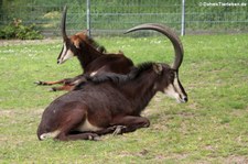 Rappenantilopen (Hippotragus niger) im Zoo Berlin