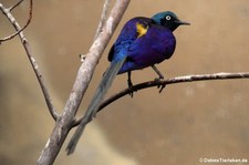 Königsglanzstar (Lamprotornis regius) im Zoo Berlin