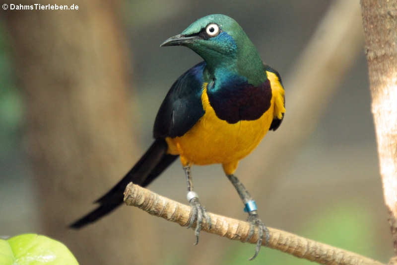 Königsglanzstar (Lamprotornis regius)