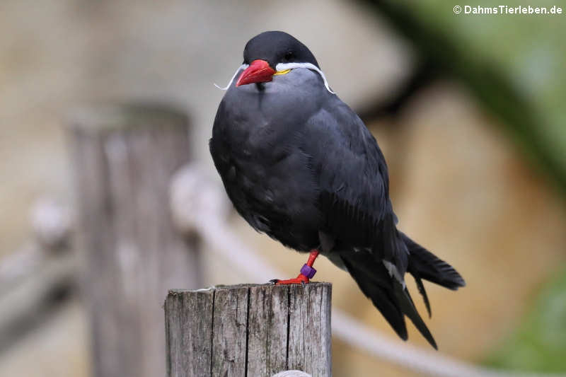 Inkaseeschwalbe (Larosterna inca)