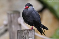 Inkaseeschwalbe (Larosterna inca) im Zoo Berlin