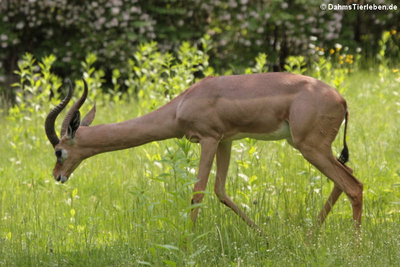 Südliche Giraffengazelle (Litocranius walleri)