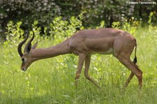 Südliche Giraffengazelle (Litocranius walleri) im Zoo Berlin