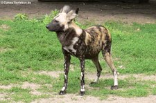 Afrikanischer Wildhund (Lycaon pictus) im Zoo Berlin