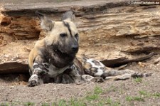 Afrikanischer Wildhund (Lycaon pictus) im Zoo Berlin