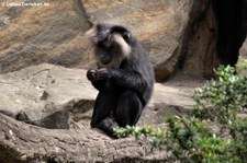 Bartaffe oder Wanderu (Macaca silenus) im Zoo Berlin