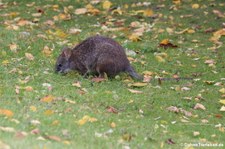 Parmawallaby oder Parmakänguru (Macropus parma) im Zoo Berlin