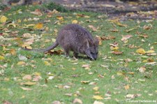 Parmawallaby oder Parmakänguru (Macropus parma) im Zoo Berlin