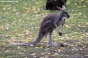 Macropus rufus