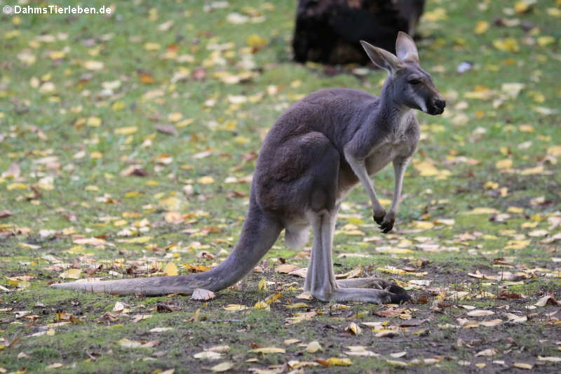 Rotes Riesenkänguru (Macropus rufus)