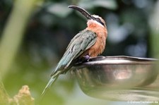 Weißstirnspint (Merops bullockoides) im Zoo Berlin