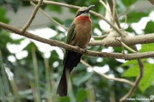 Weißstirnspint (Merops bullockoides) im Zoo Berlin