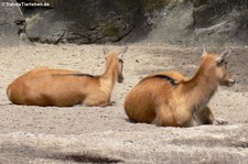 Sibirische Moschustiere (Moschus moschiferus) im Zoo Berlin