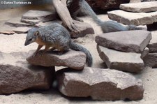 Schmalstreifenmungo (Mungotictis decemlineata) im Zoo Berlin