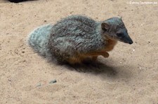 Schmalstreifenmungo (Mungotictis decemlineata) im Zoo Berlin