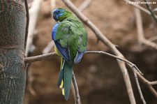 Schönsittich (Neophema pulchella) im Zoo Berlin