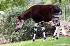 Okapi (Okapia johnstoni) im Zoo Berlin