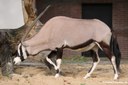 Oryx gazella