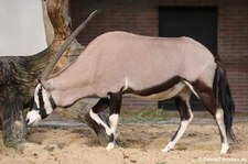 Südafrikanischer Spießbock (Oryx gazella) im Zoo Berlin