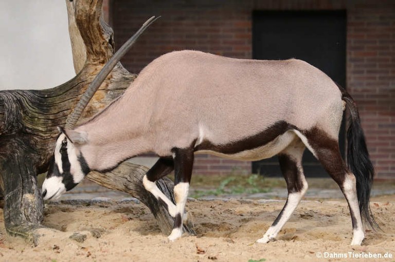 Oryx gazella