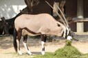 Oryx gazella