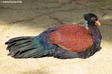 Grünnacken-Fasantaube (Otidiphaps nobilis) im Zoo Berlin