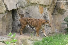 Indochinesischer Tiger (Panthera tigris corbetti) im Zoo Berlin