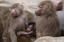 Mantelpaviane (Papio hamadryas) im Zoo Berlin