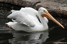 Nashornpelikan (Pelecanus erythrorhynchos) im Zoo Berlin