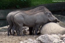 Warzenschweine (Phacochoerus africanus) im Zoo Berlin