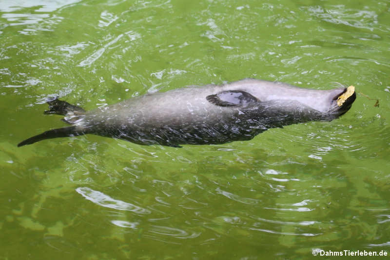 Seehund (Phoca vitulina)