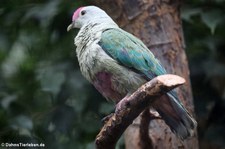 Grey-Fruchttaube (Ptilinopus greyi) im Zoo Berlin