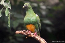 Westliche Orangebauch-Fruchttaube (Ptilinopus iozonus humeralis) im Zoo Berlin