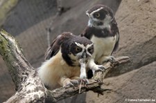 Brillenkäuze (Pulsatrix perspicillata) im Zoo Berlin