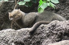 Jaguarundi oder Wieselkatze (Puma yagouaroundi) im Zoo Berlin