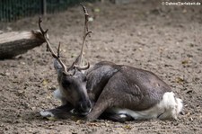 Waldren (Rangifer tarandus fennicus) im Zoo Berlin