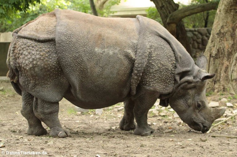 Rhinoceros unicornis