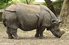 Panzernashorn (Rhinoceros unicornis) im Zoo Berlin