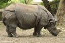 Rhinoceros unicornis