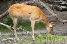 Barasingha oder Zackenhirsch (Rucervus duvaucelii) im Zoo Berlin