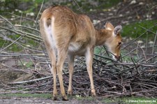 Barasingha oder Zackenhirsch (Rucervus duvaucelii)  im Zoo Berlin