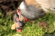 Königsgeier (Sarcoramphus papa) im Zoo Berlin