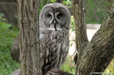 Eurasischer Bartkauz (Strix nebulosa lapponica) im Zoo Berlin