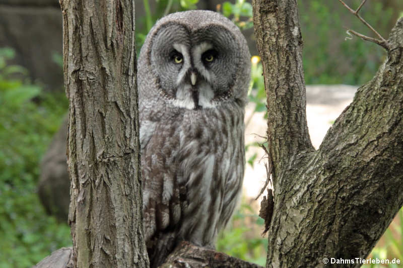 Eurasischer Bartkauz (Strix nebulosa lapponica)