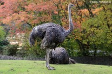 Südafrikanische Strauße (Struthio camelus australis) im Zoo Berlin