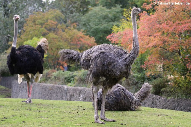 Struthio camelus australis