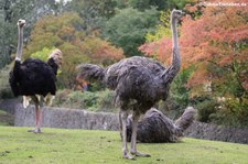 Südafrikanische Strauße (Struthio camelus australis) im Zoo Berlin